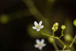 Seaside brookweed <BR>Water pimpernel